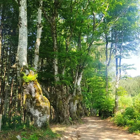 Terre D'oyali * Saint-Rirand